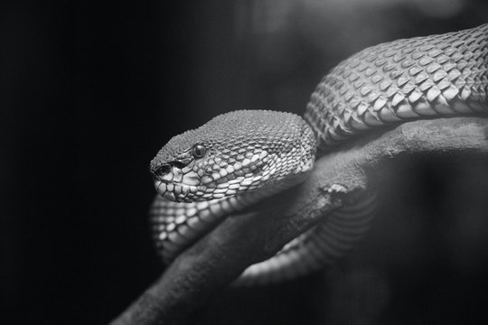 Black and Brown Snake