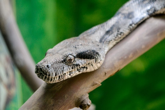 Gray and white snake on brown tree branch