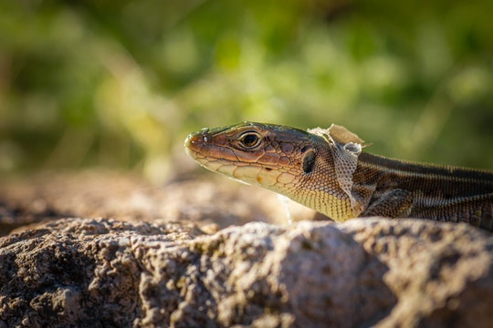 lizard on rock