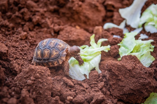 small turtle on soil