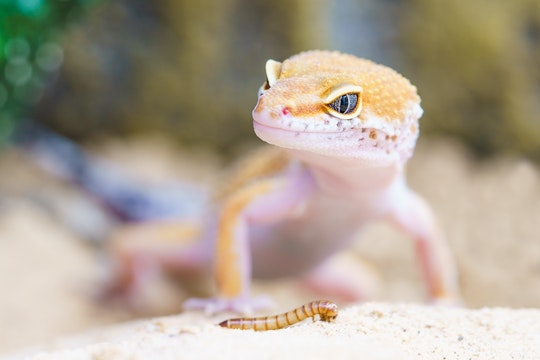 Leopard Gecko