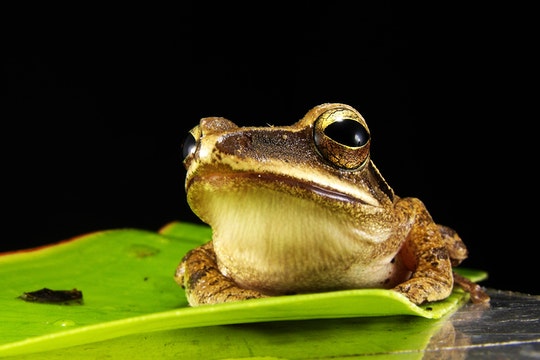 brown and gray frog on green leaf